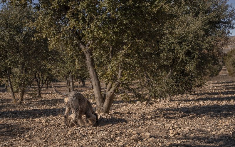 Herrería de Esteban - Casa Rural Teruel