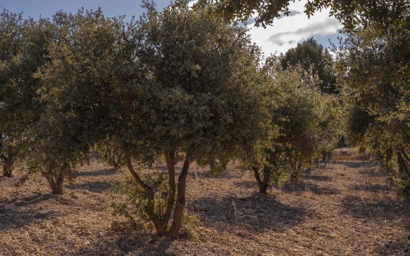 Herrería de Esteban - Casa Rural Teruel